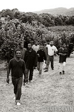 Aka Pygmies between hazel-trees near Viterbo