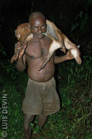 Pygmy hunter with a rainforest antelope