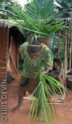 Pygmy female dance