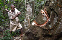Pygmy hatchet for taking wood from the forest trees