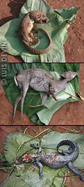 Tree pangolin, antelope (Blue Duiker) and African crocodile