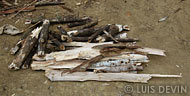 Firewood in a Baka Pygmy camp