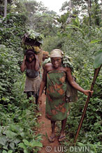 Hunter-gatherers in the rain forest