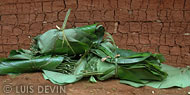 Leaves used as roof tiles for Pygmy huts