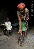 Duiker in a Pygmy hut