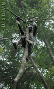Pygmies gathering on forest trees