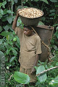 Pygmy woman with a basket of freshly harvested peanuts in a forest plantation