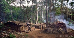 Forest camp