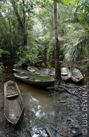 Wooden pirogues of the Baka Pygmies