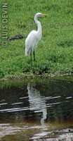 Rain forest bird
