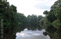 Big river in the rain forest of Cameroon