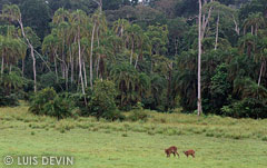 Sitatunga in rain forest clearing