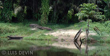 Mooring in a rainforest river
