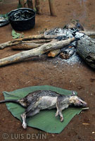 Rainforest rat