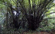 Reeds