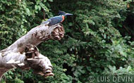 African rain forest bird