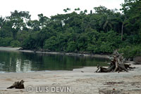 Tropical rain forest and seashore
