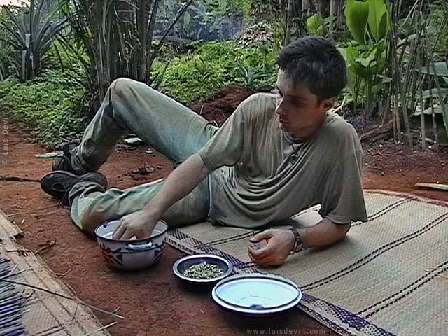 Boiled termites, from Luis Devin's fieldwork in Central Africa (Baka Pygmies, Cameroon)