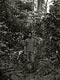 African rainforest (Cameroon)