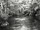 Forest bath (Gabon)