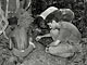 Termite gathering (Baka Pygmies, Cameroon)
