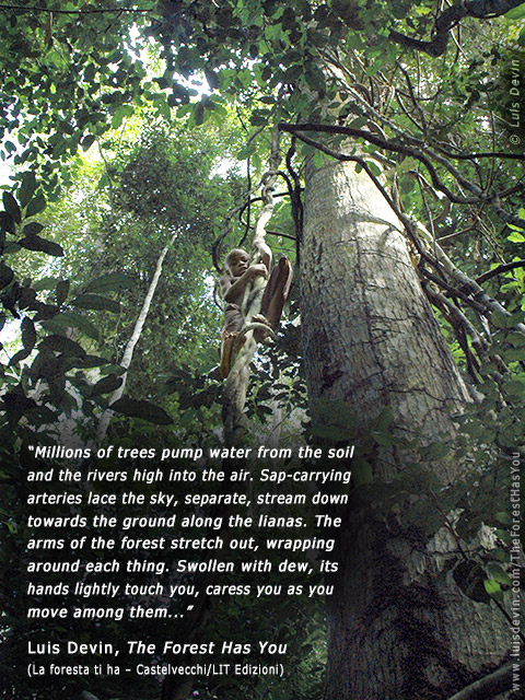 Climbing a liana, from Luis Devin's anthropological research in Central Africa (Baka Pygmies, Cameroon)