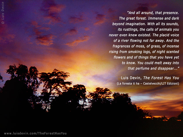 Rainforest sunset, from Luis Devin's anthropological research in Central Africa (Cameroon)