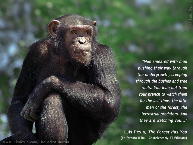 Chimpanzee (Pan troglodytes), from Luis Devin's anthropological research in Central Africa