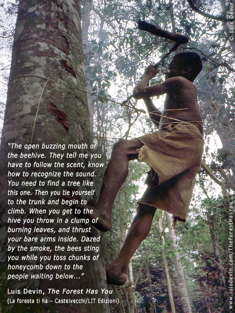 Honey gathering, from Luis Devin's anthropological research in Central Africa (Baka Pygmies, Cameroon)