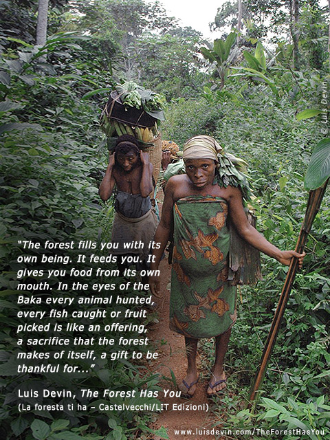 Gathering in the forest, from Luis Devin's anthropological research in Central Africa (Baka Pygmies, Cameroon)