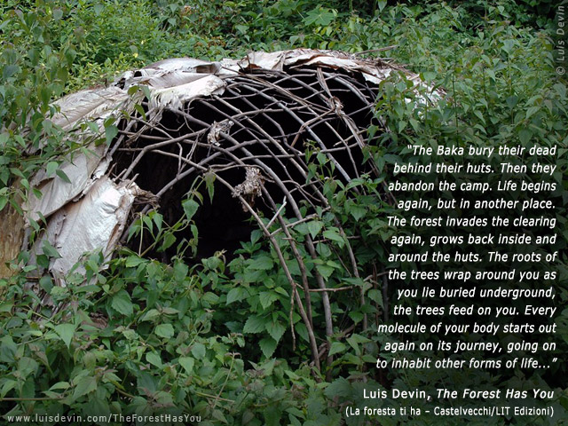 Abandoned hut, from Luis Devin's anthropological research in Central Africa (Baka Pygmies, Cameroon)