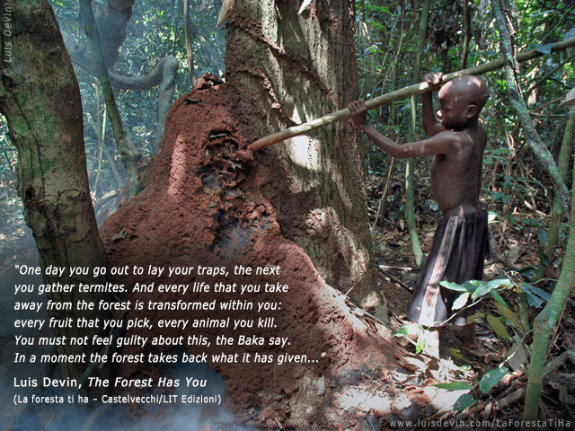 Termite gathering, from Luis Devin's anthropological research in Central Africa (Baka Pygmies, Cameroon)