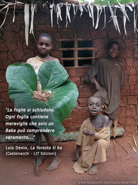 Wild yams, from Luis Devin's anthropological research in Central Africa (Baka Pygmies, Cameroon)