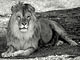 African lion (Panthera leo)