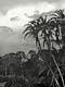 Rain forest sunset (Cameroon)
