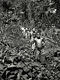 Hunter gatherers (Baka Pygmies, Cameroon)