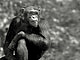Chimpanzee (Pan troglodytes)