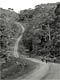 Rainforest road (Cameroon)