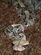 Gabon Viper