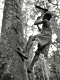 Honey gathering (Baka Pygmies, Cameroon)