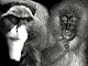 African primates