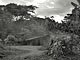 Pygmy camp (Baka Pygmies, Cameroon)