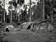 Forest huts (Baka Pygmies, Cameroon)