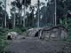 Forest huts (Baka Pygmies, Cameroon)