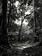 Tropical rainforest (Gabon)