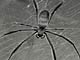 Rainforest spider (Cameroon)