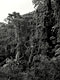 Equatorial rain forest (Cameroon)