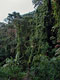 Equatorial rain forest (Cameroon)